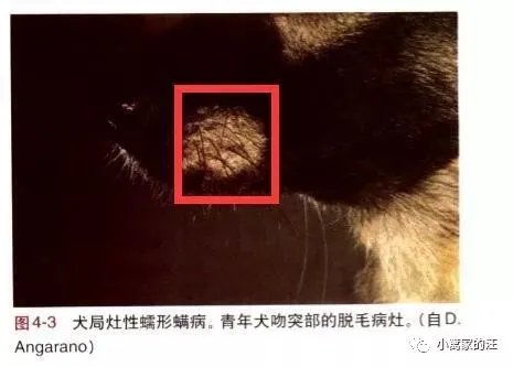 狗螨虫性皮肤病最全指南